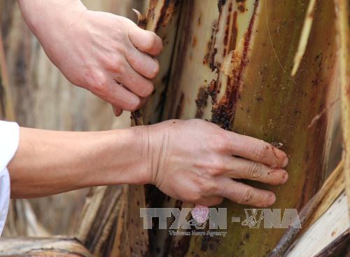 Nhiều diện tích chuối tại Lai Châu chết hàng loạt do sâu bệnh 